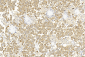 Hsp90 Antibody